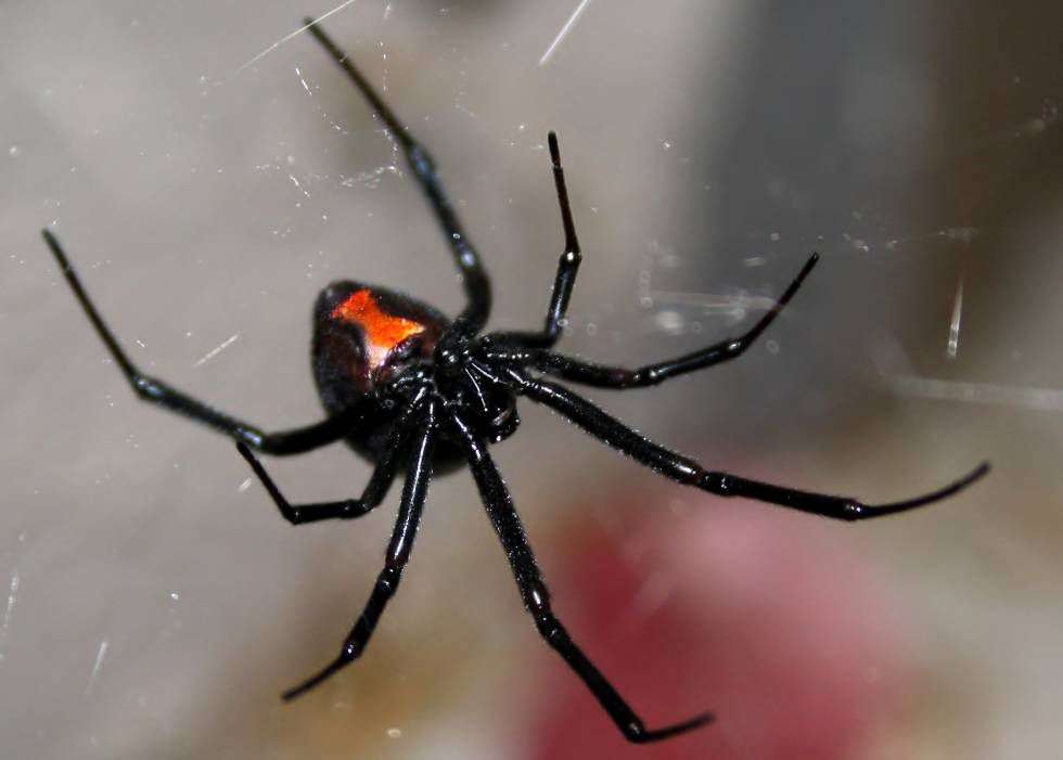 Limpiaba su patio y le picó una araña viuda negra