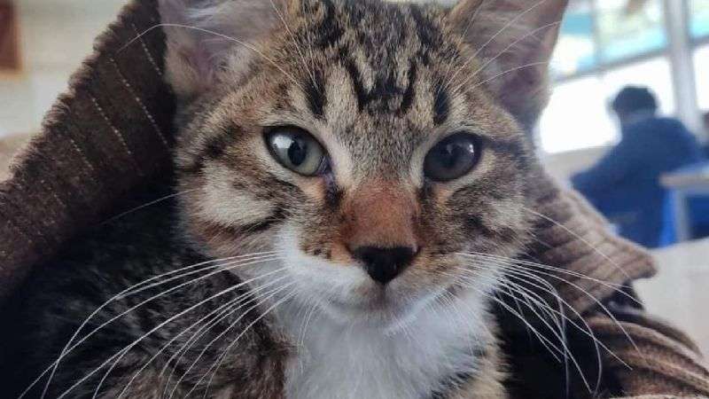 Busca colectivo de CCH justicia para gatito torturado hasta la muerte