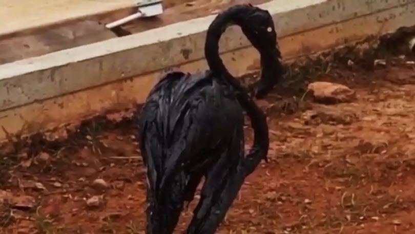 Muere flamenco cubierto de petróleo en Venezuela