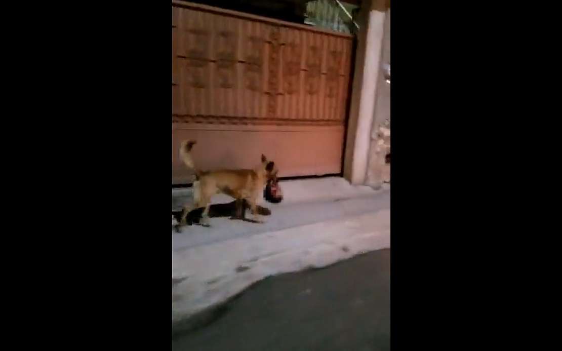 VIDEO: Perro lleva una cabeza humana en el hocico