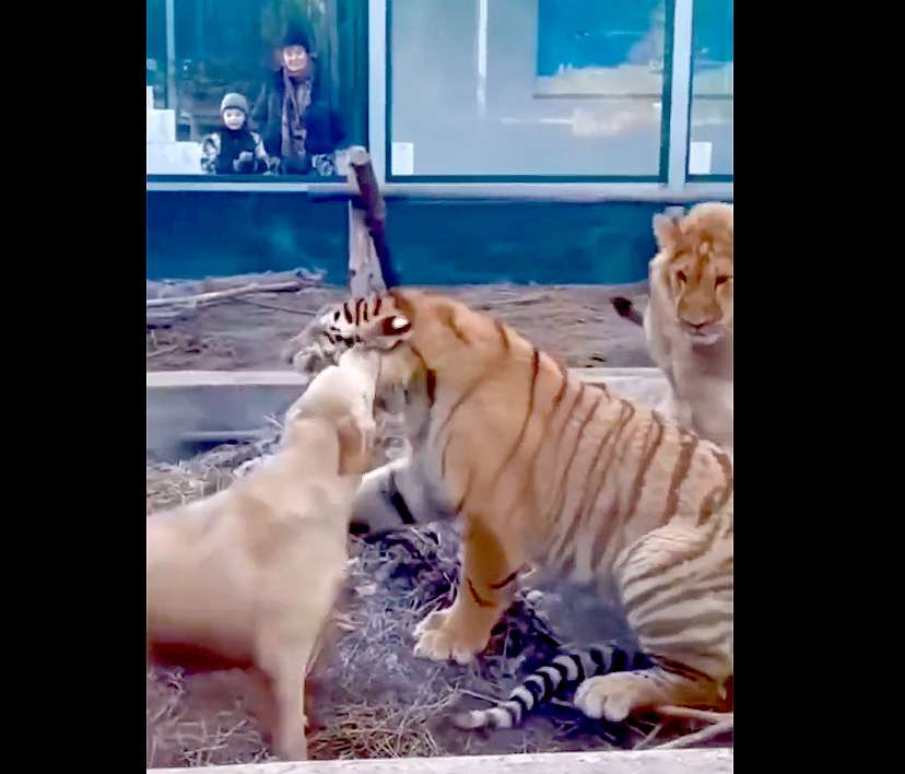 VIDEO: perro entra a jaula de zoológico y muerde a un tigre