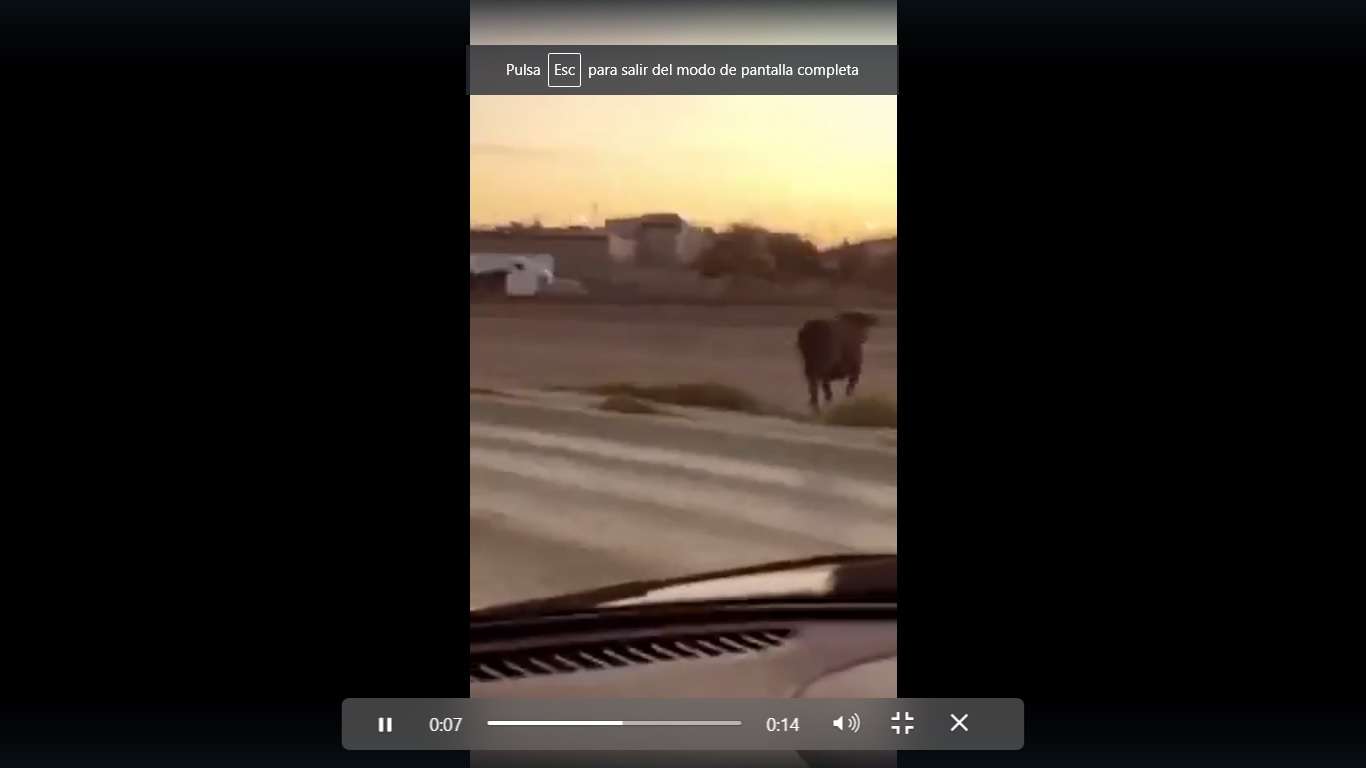 Video: Toro siembra el pánico en calles de Juárez