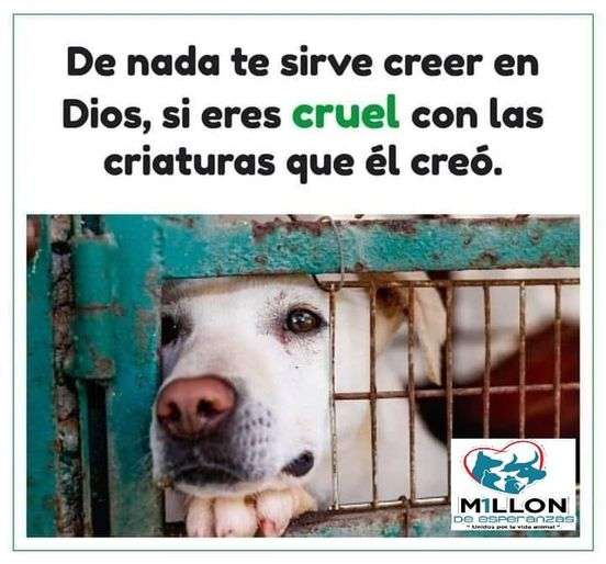 Insta a manifestarse contra ley antianimalista