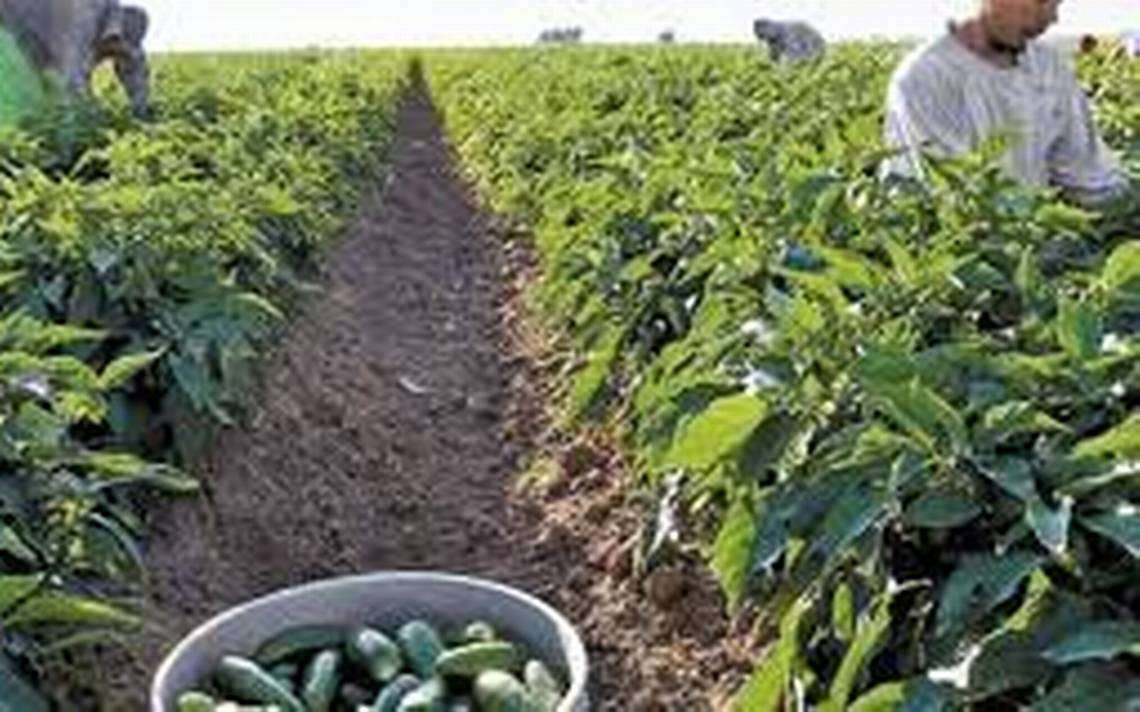 Baja la producción de Chile, Nuez y otros pertenecientes al campo