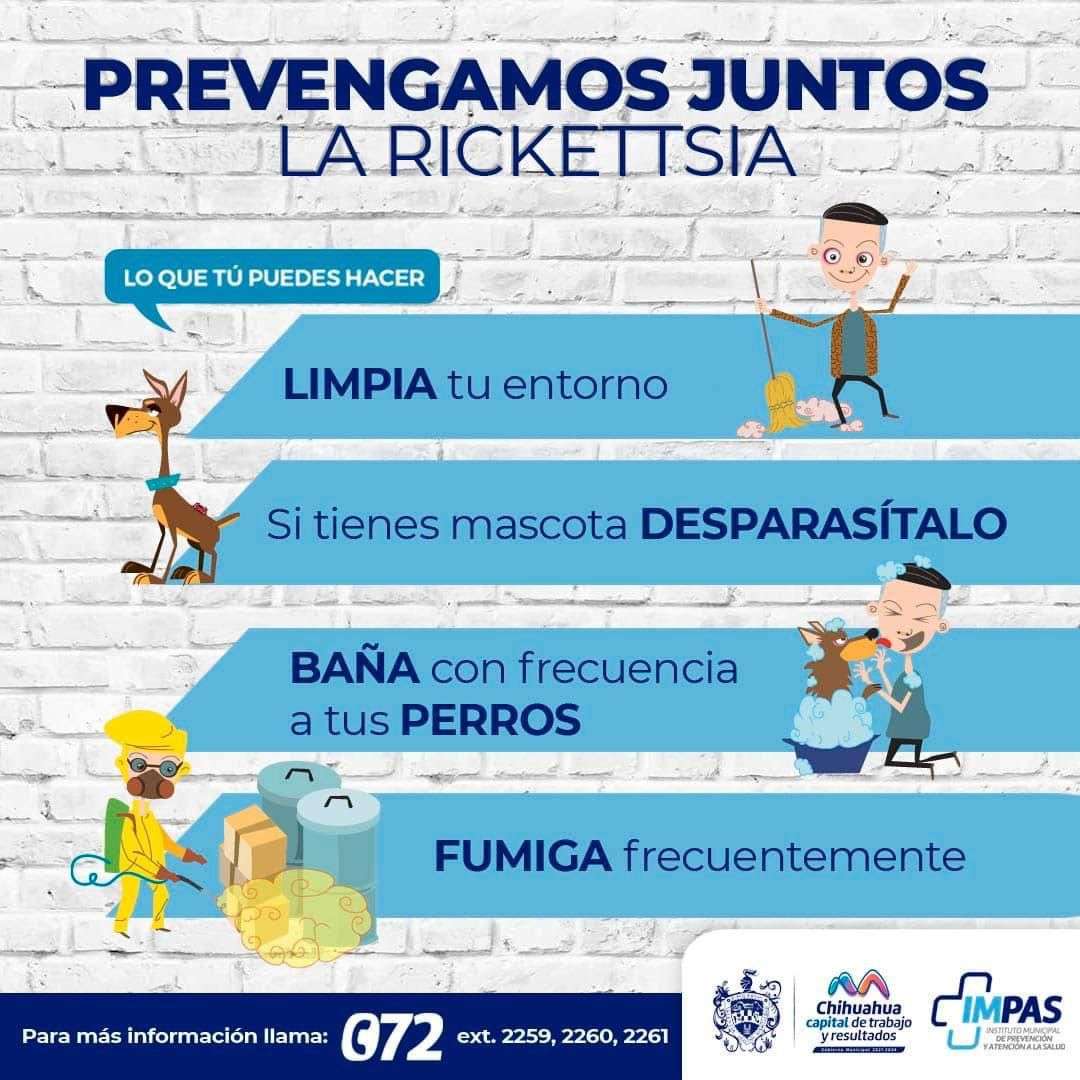 Emiten recomendaciones para identificar la rickettsia y prevenirla | La ...