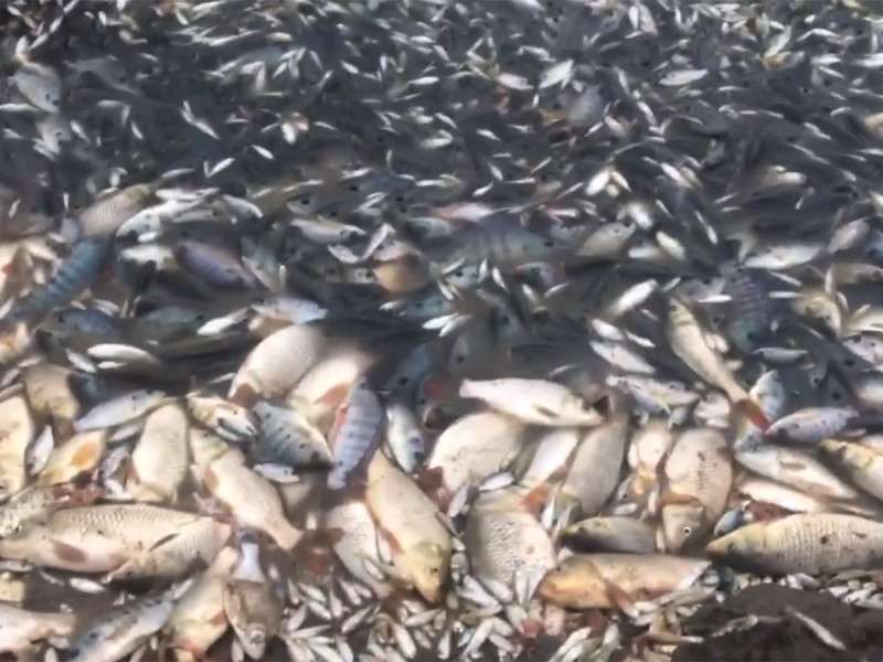Se seca la laguna de Metztitlán; mueren miles de peces