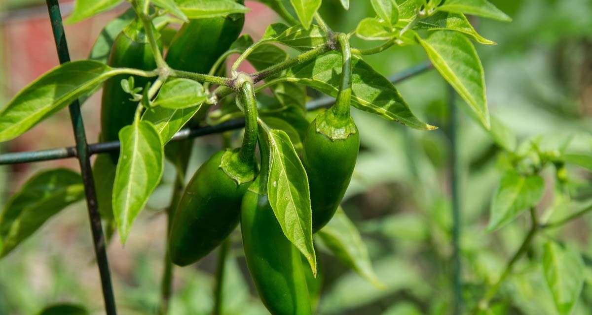 Concentra el noroeste el 54 por ciento de cosecha de chile