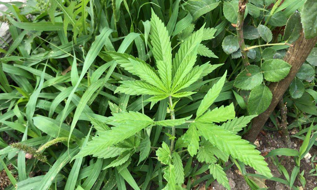 Cultivan plantitas de mota en pleno