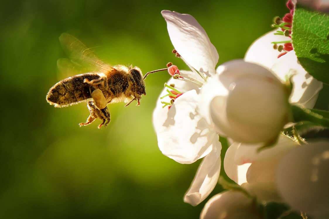 Desaparición paulatina de las abejas es un problema para los seres humanos