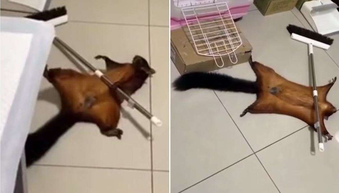 Se vuelve viral ardilla dramática por video dónde finge su muerte