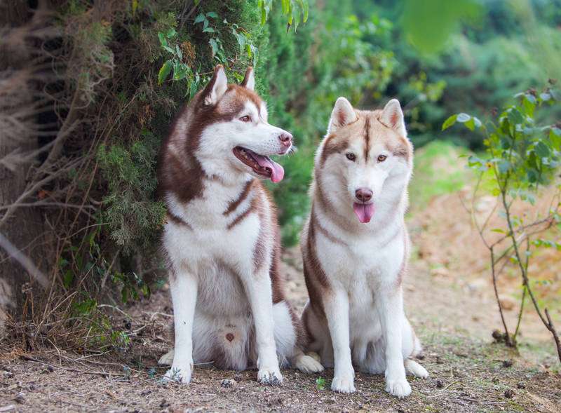 Así ha cambiado el cerebro de los perros con la domesticación