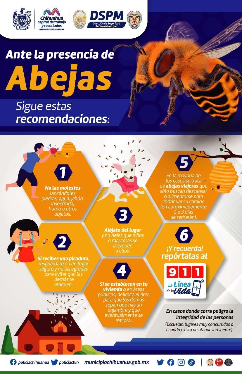 Emiten recomendaciones para cuidar a las abejas