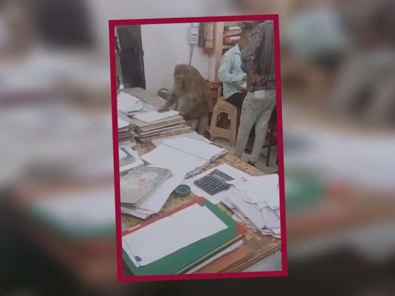 Video: se hace viral en internet el mono godín