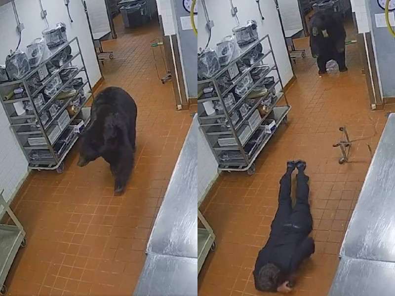 Video: se mete oso a la cocina de un hotel y ataca a un guardia