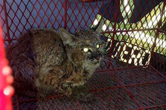 Atrapan cachorro de gato montés en la colonia 11 de Febrero