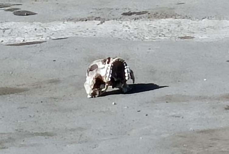 Perro abandona cráneo humano en una colonia de ciudad Juárez 