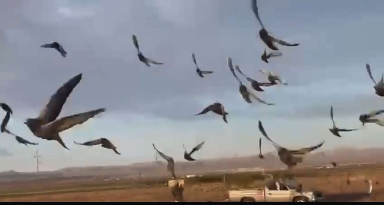 Sueltan cientos de palomas en el 9º concurso de Chihuahua | La Opción ...