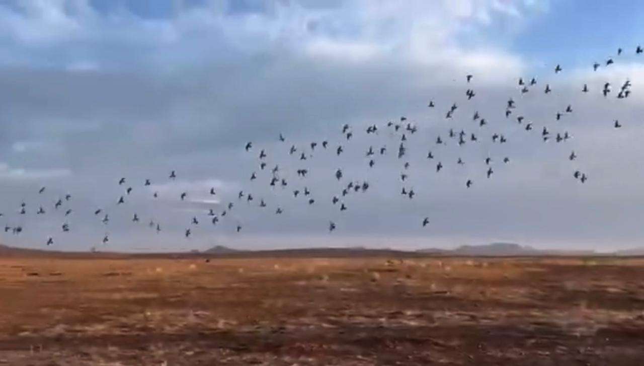 Sueltan cientos de palomas en el 9º concurso de Chihuahua | La Opción ...