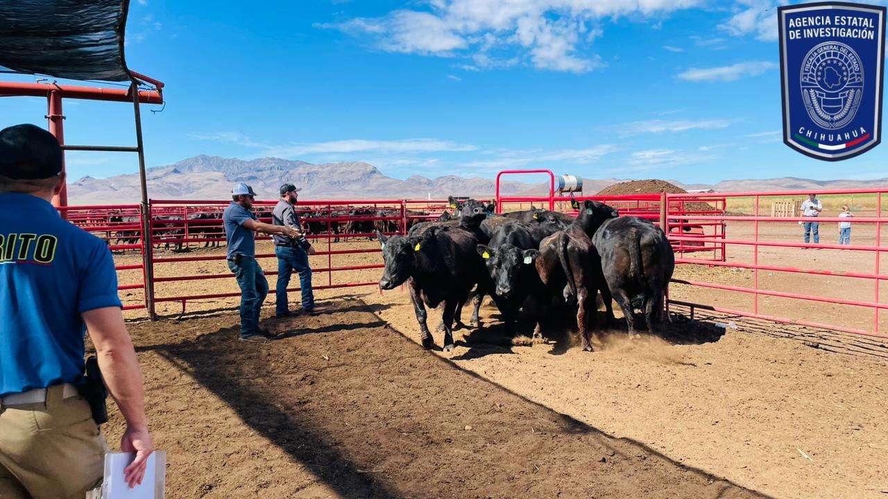 Recupera Fiscalía del rancho Ban Man 102 vacas robadas en Buenaventura ...