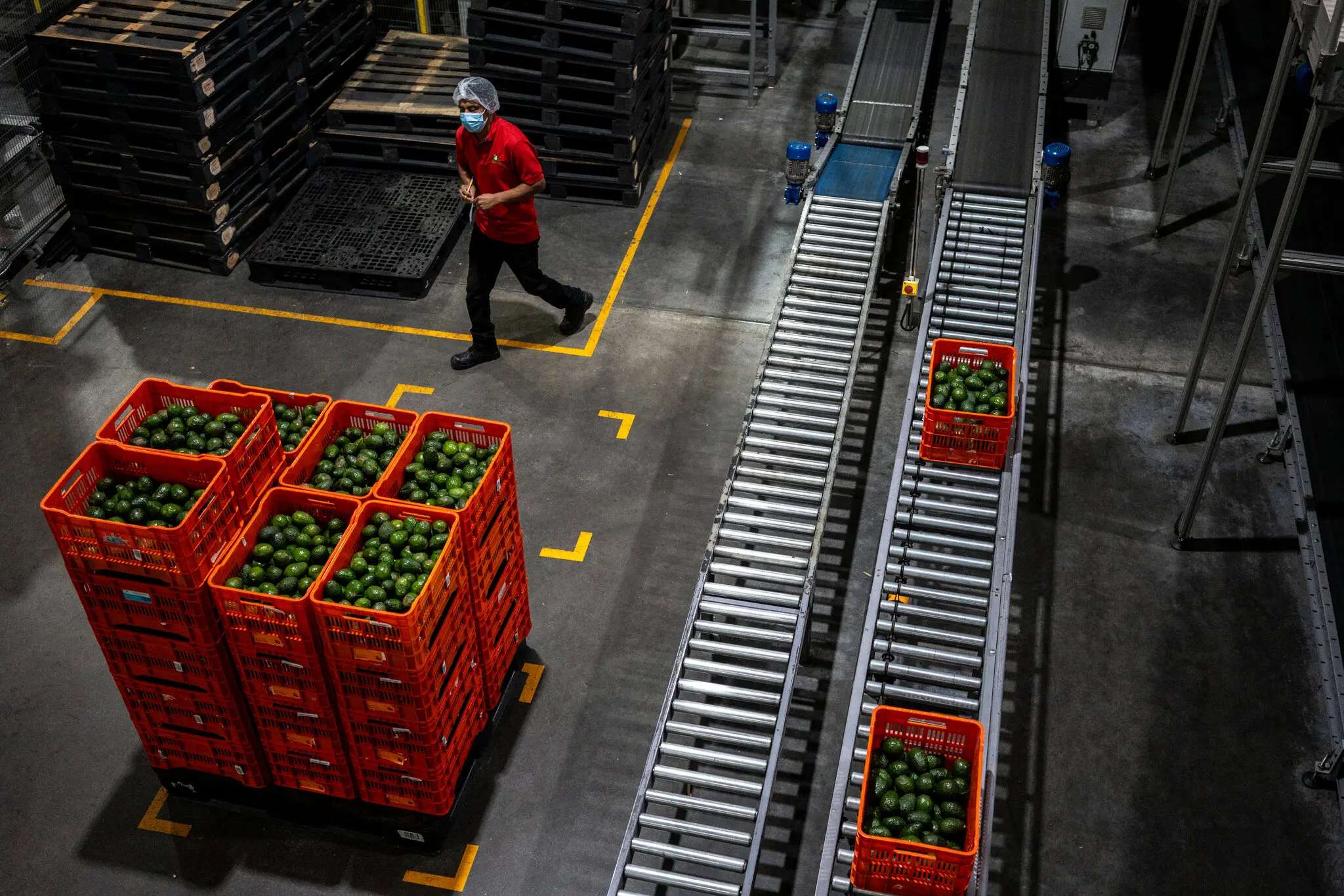 ¿Cuánto depende Estados Unidos de los aguacates de México?