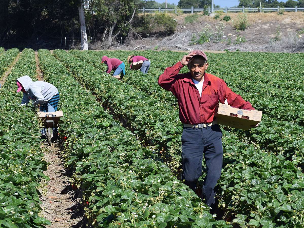 Narco engancha a migrantes con visas laborales para EU y Canadá
