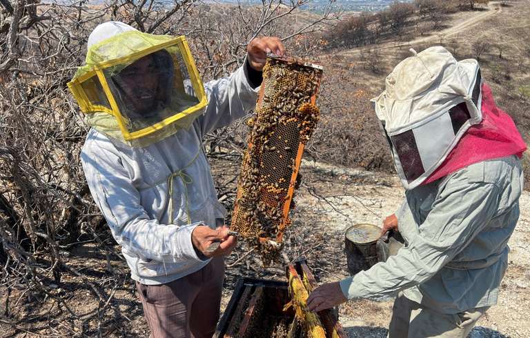 Apicultores denuncian muerte masiva de abejas en cultivos de Campeche
