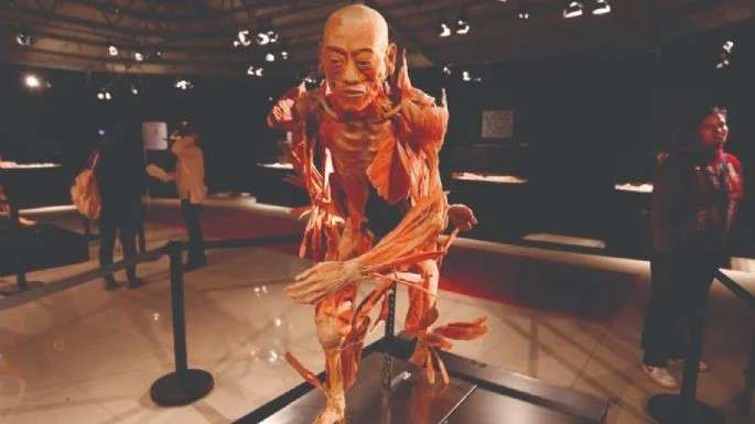 Exhibición de Our Body la exposición de anatomía con cuerpos humanos reales