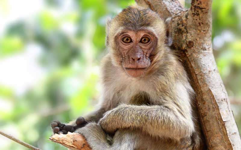 Conoce los estados con más casos de Viruela del Mono