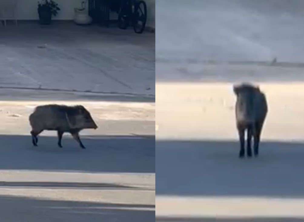 Captan a jabalí merodeando en Rinconadas del Valle