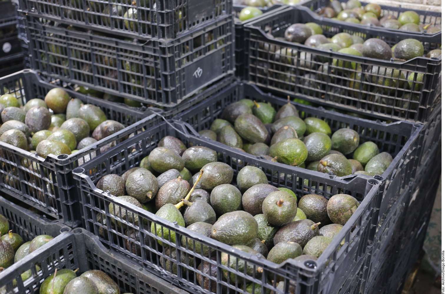 ¡El colmo! Demandan a empresa en EU por vender aguacates fake