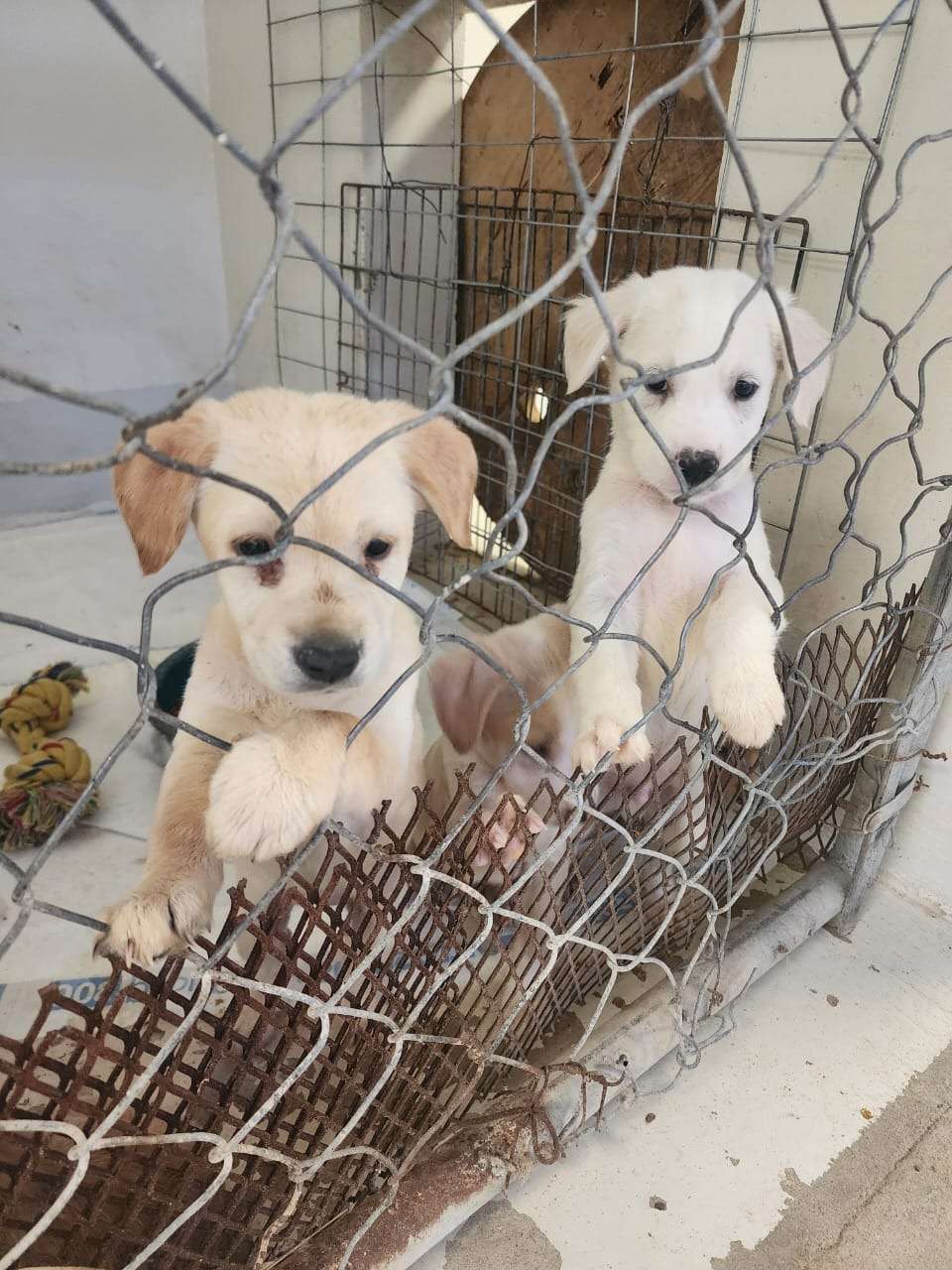 Exhortan a no regalar mascotas esta Navidad 