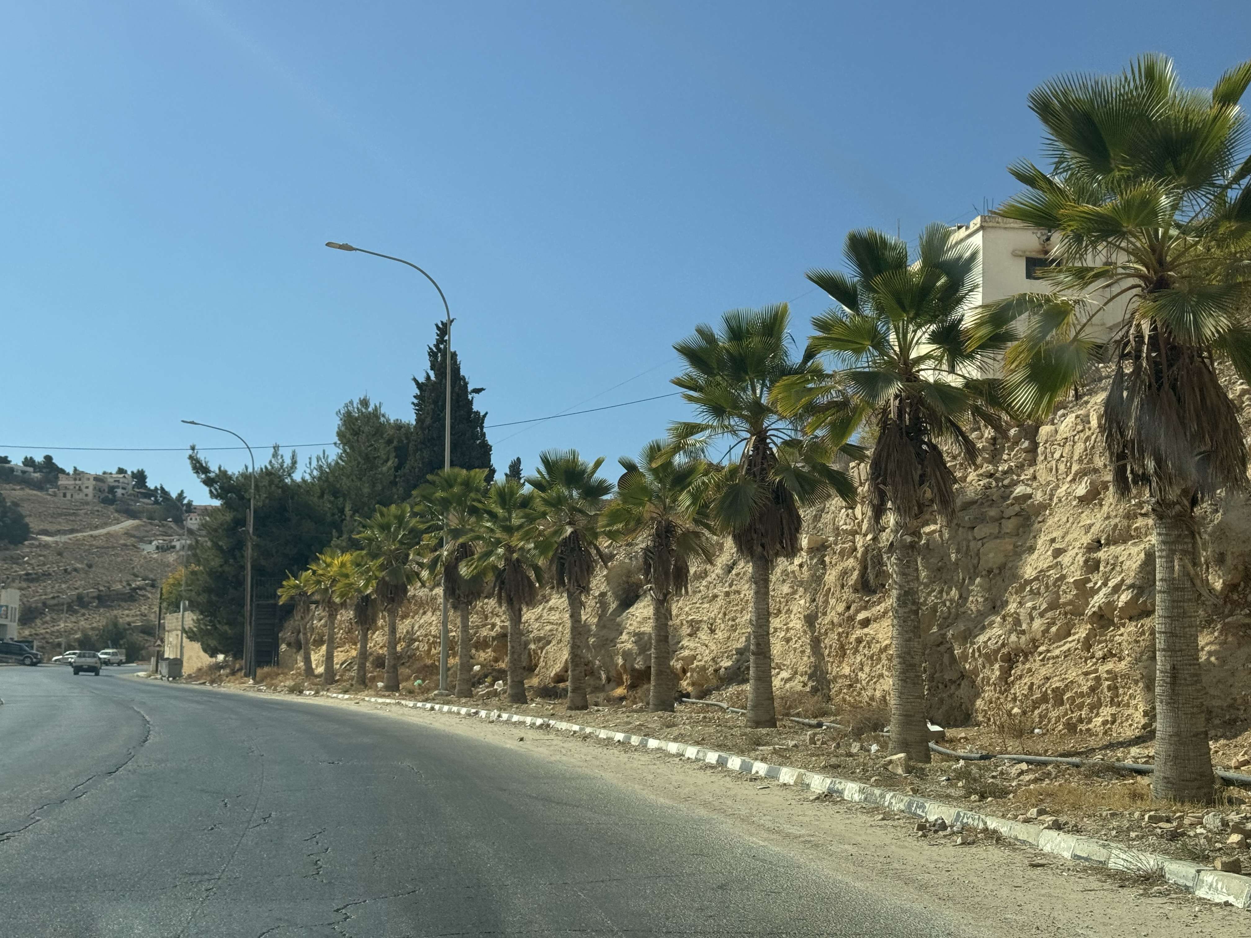 Las palmeras