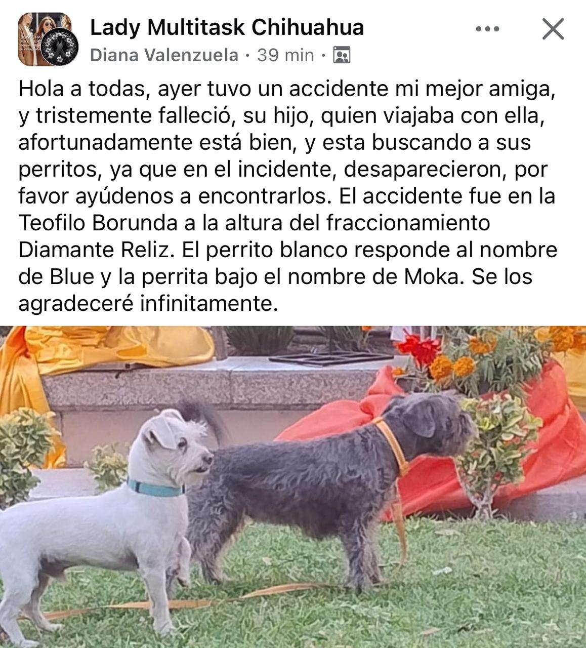 Identifican a mujer que murió al caer a canal y buscan a sus perritos