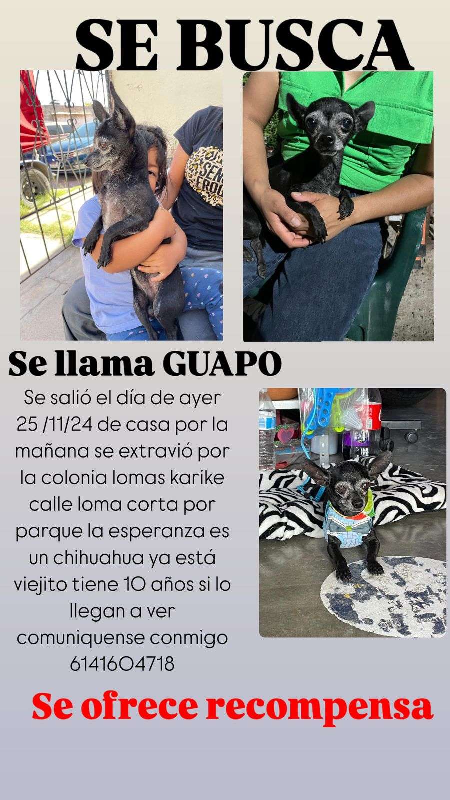 Piden ayuda para encontrar a perrito llamado Guapo