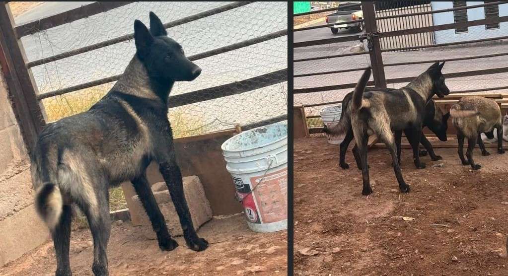 Piden ayuda para hallar a dos perritos hermanos