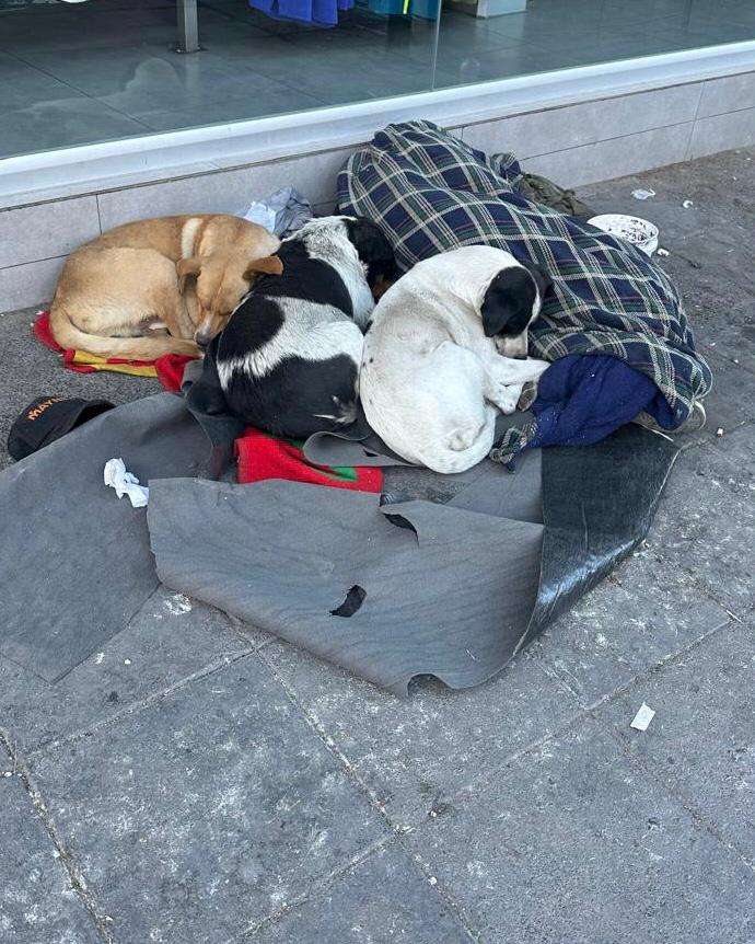 Piden apoyo para hombre en situación de calle y sus tres perritos