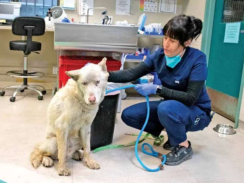 Quedan mascotas desamparadas tras los incendios en Los Ángeles