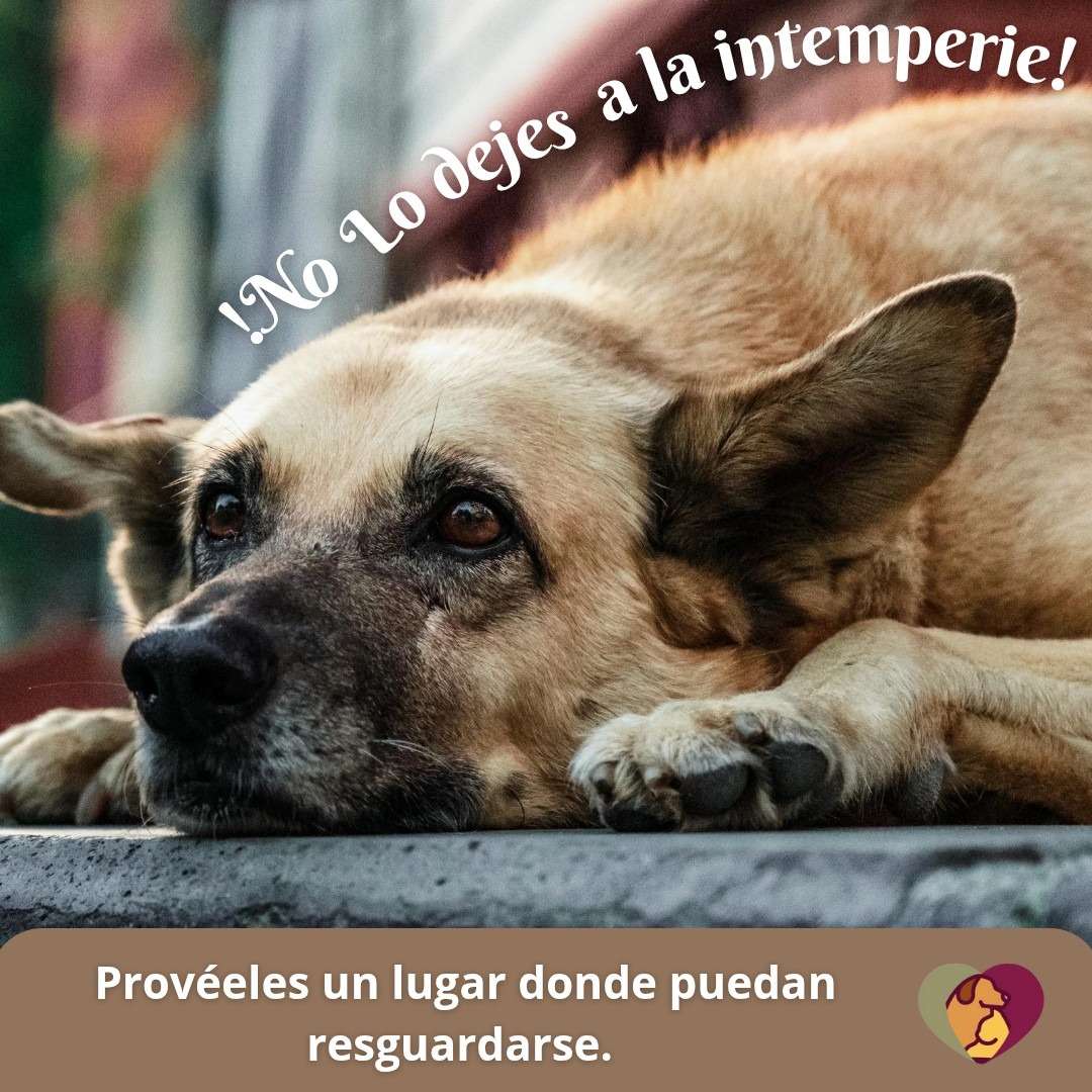 Alertan para cuidar a las mascotas de las frías temperaturas