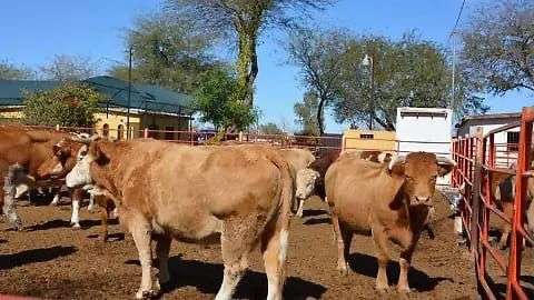 Esperan que esta semana reaperturen exportación ganadera