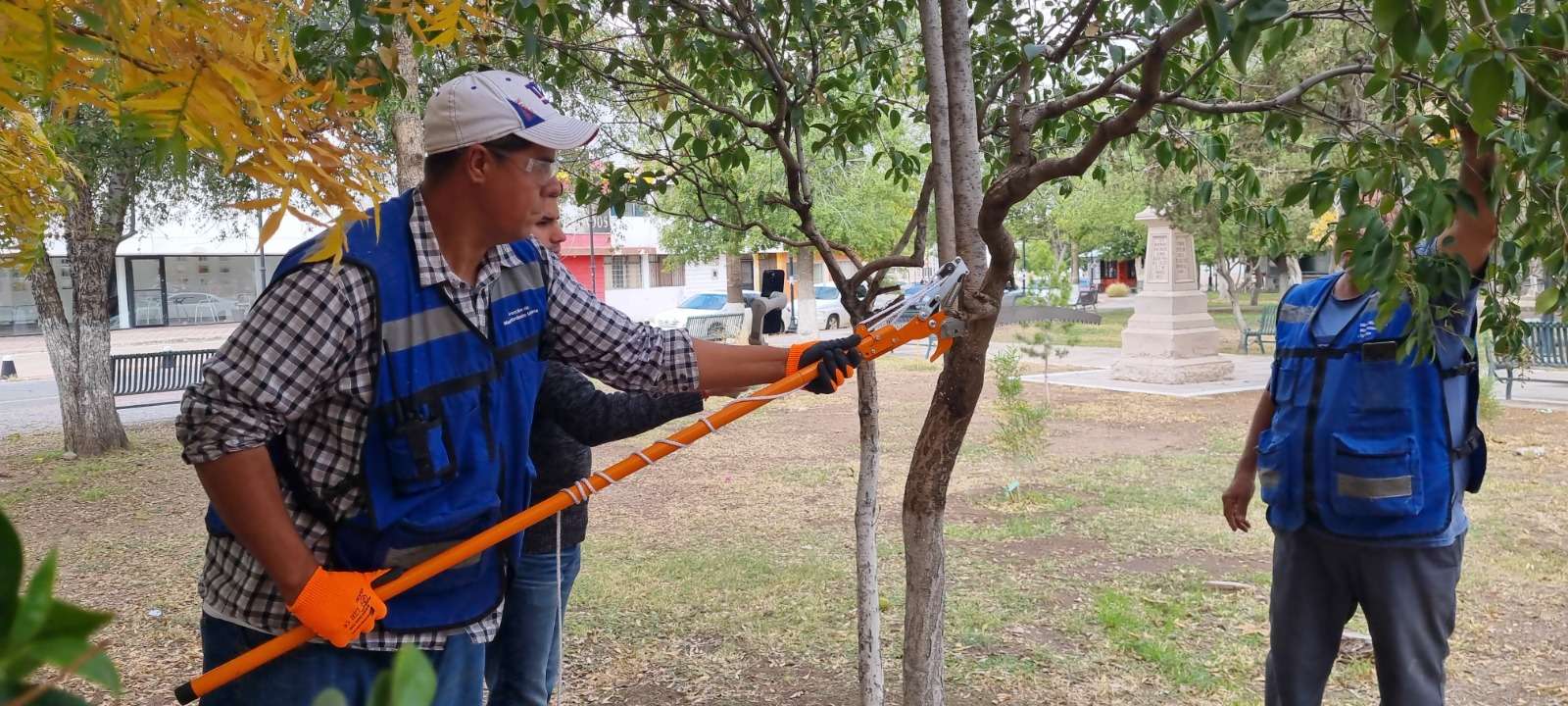 Piden evitar multas por mal poda de árboles