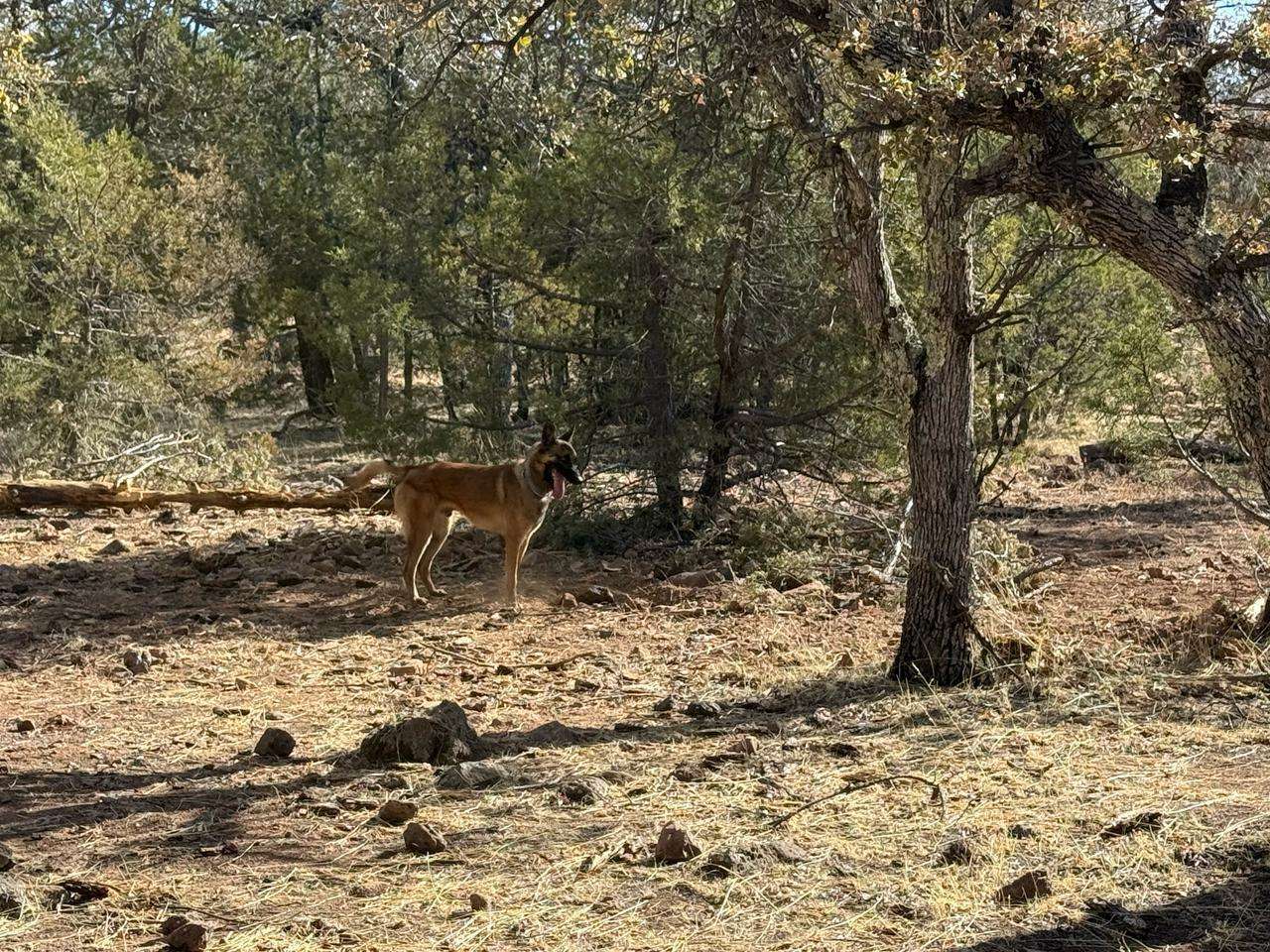 Hallan otra fosa clandestina con un cuerpo en Casas Grandes