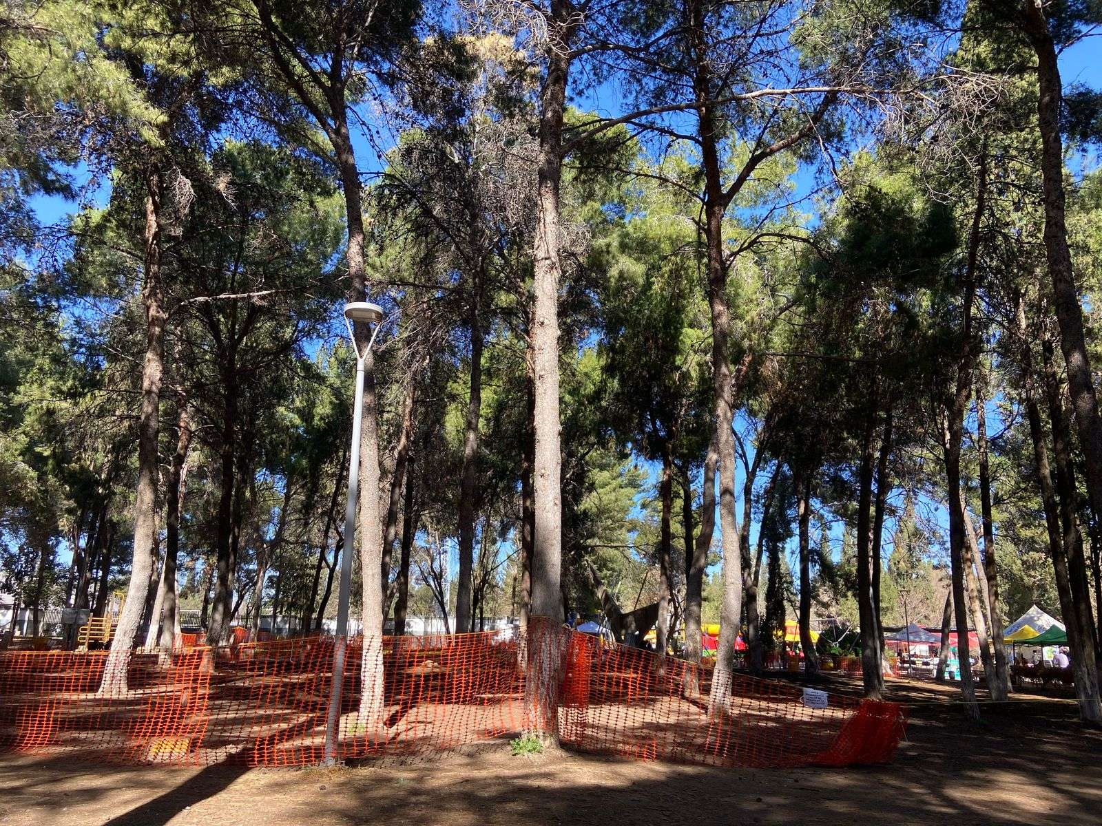 Hacen resiembra en la Deportiva para reforestarla