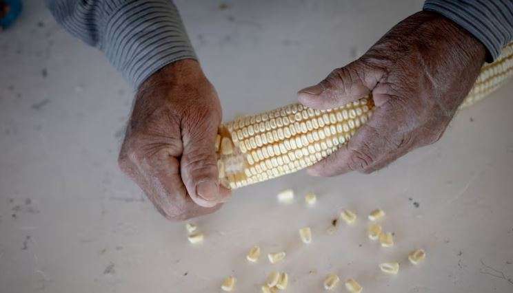 Prohíbe México el cultivo de maíz transgénico
