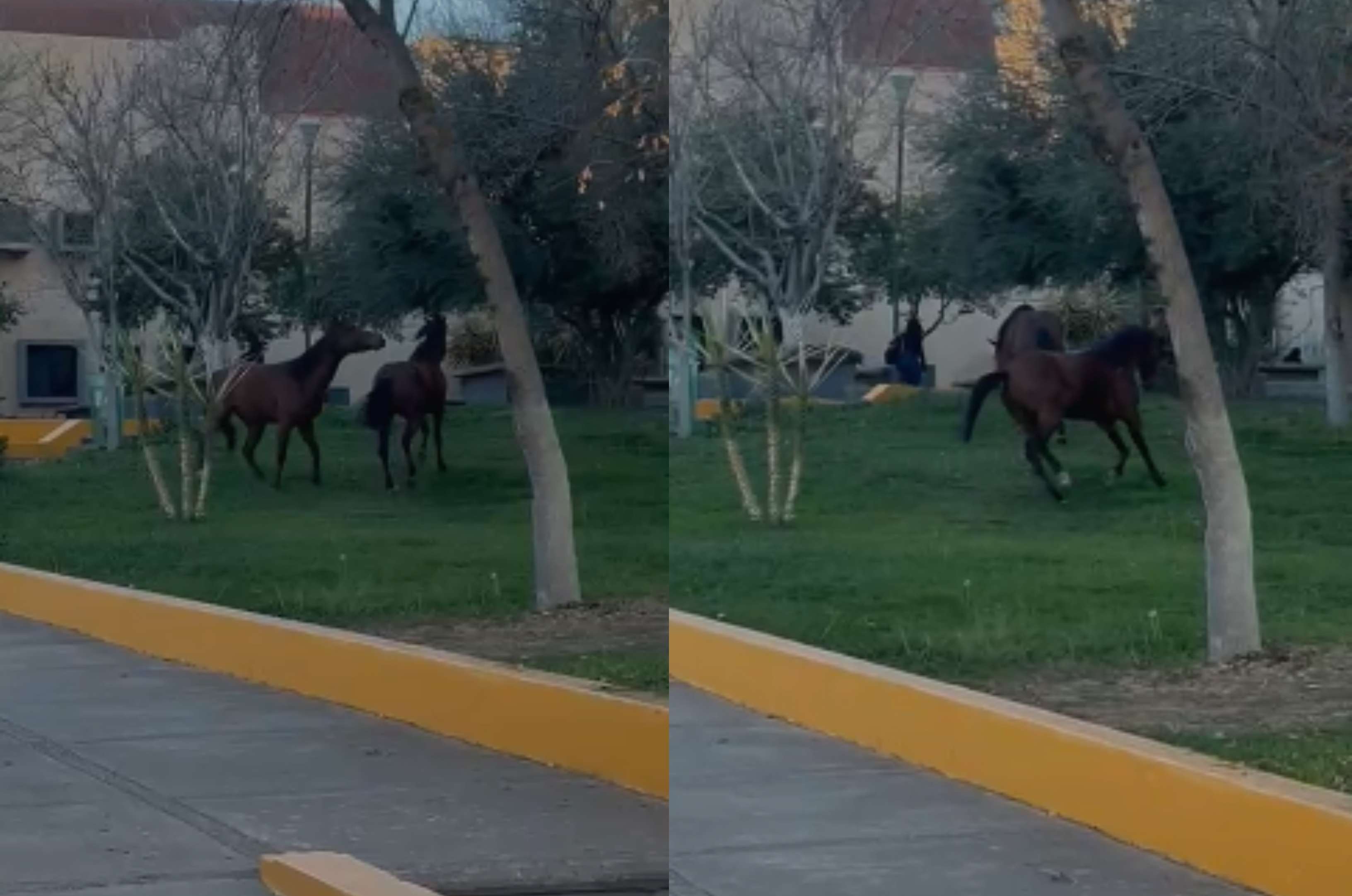 Captan también a caballos pasear en la Uach 