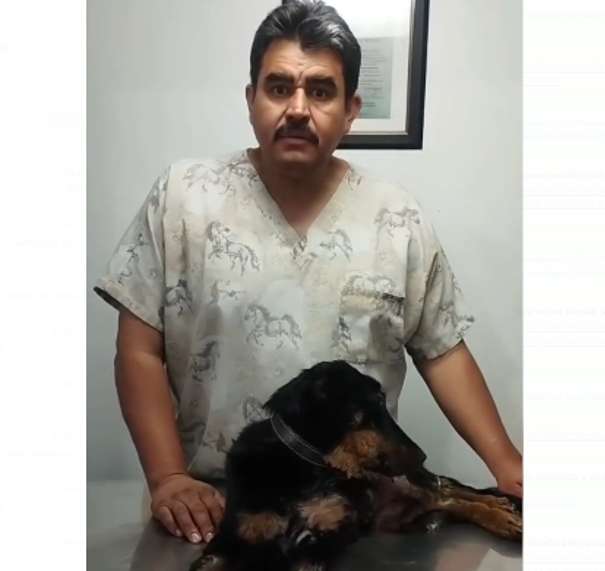 Reportan estable a la perrita Violeta; sigue en tratamiento