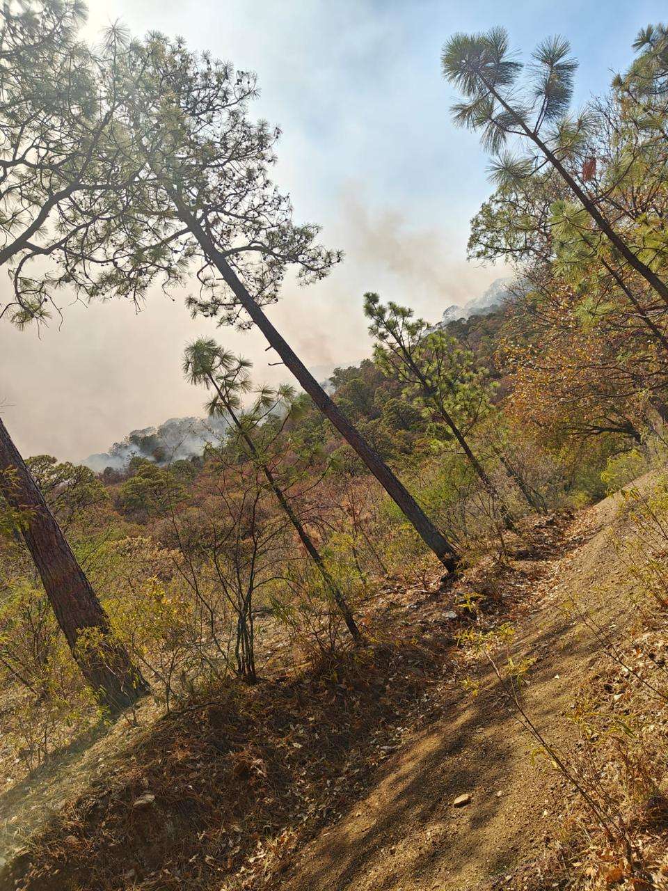 Se mantiene sin riesgo para la población el incendio forestal en Moris