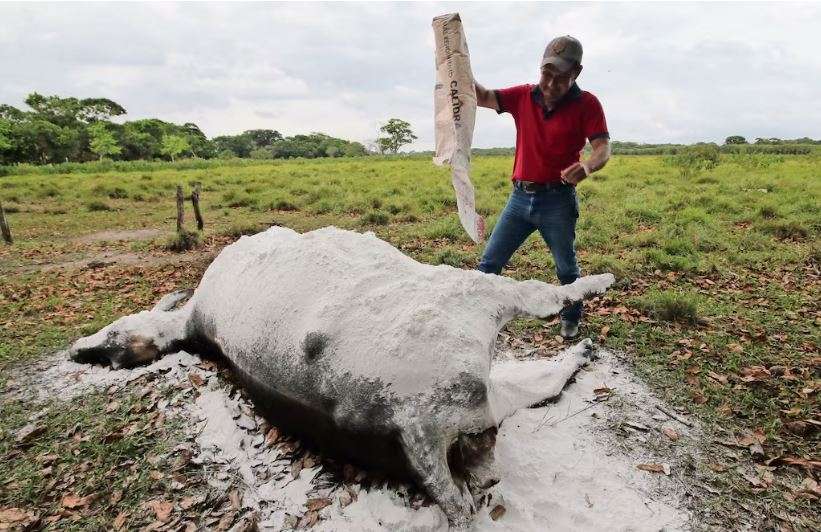 Mueren 600 animales por alimentos contaminados en Tabasco 
