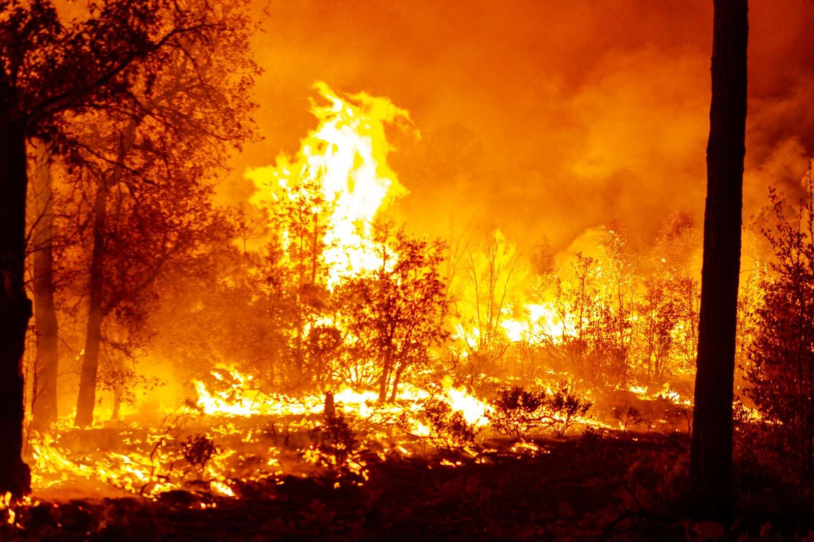Combaten ocho incendios forestales en la sierra