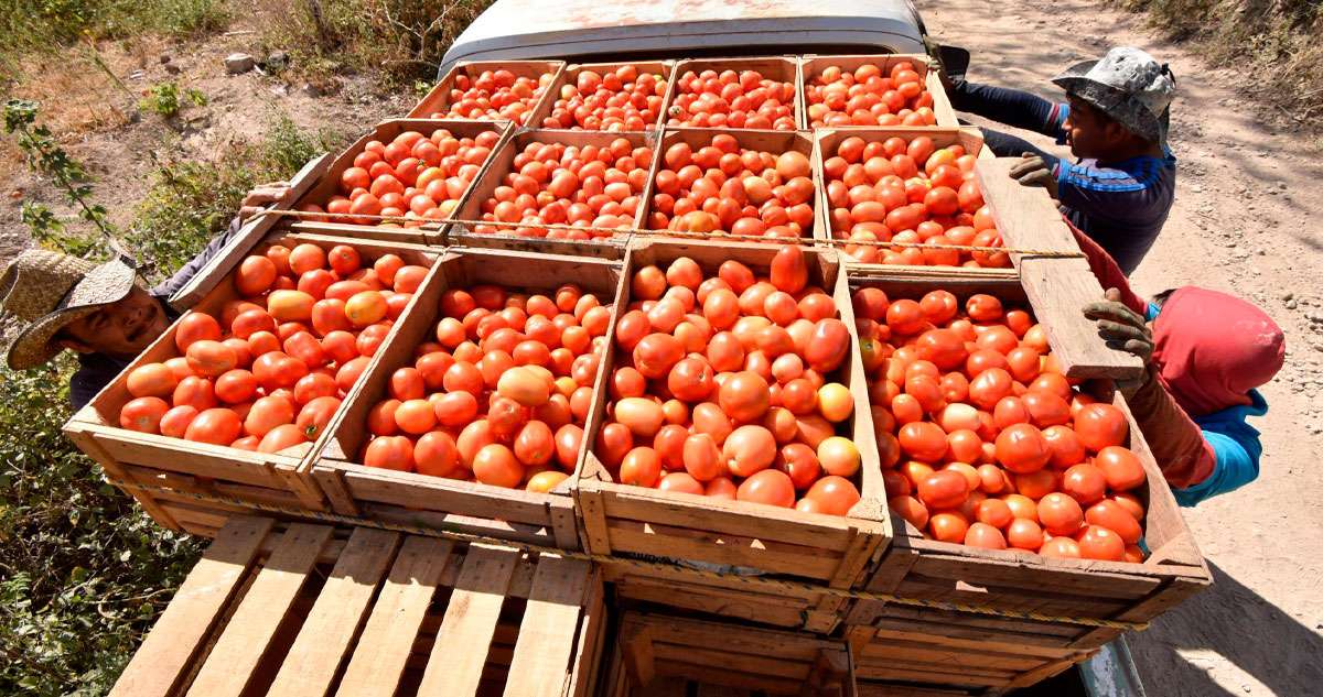 Pega Trump ahora al tomate mexicano con arancel del 20.91%