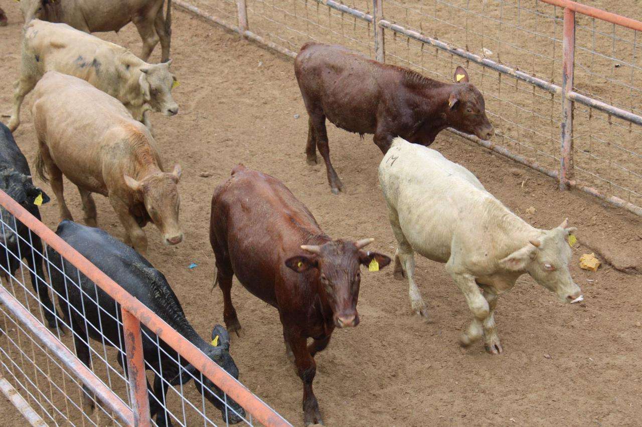 Refuerzan medidas por suspensión de exportación ganadera 